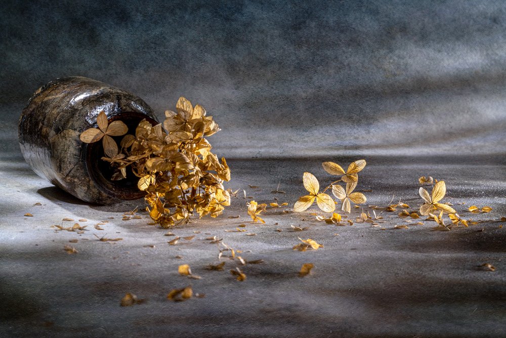 Stilleben med tørket hortensia av Igor Kopcev