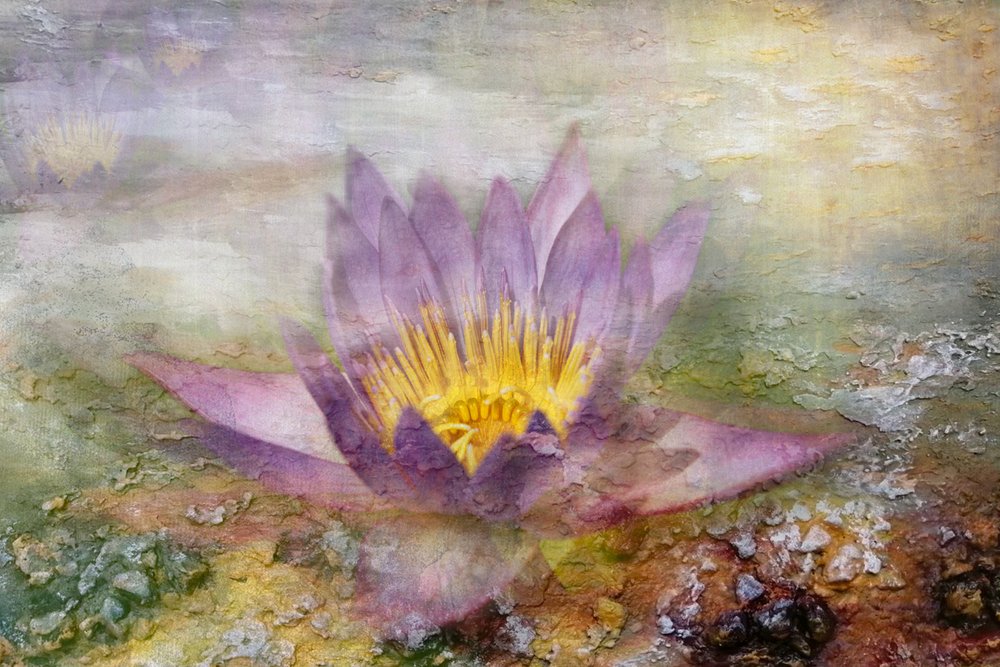 Eterisk purpurfarget lotus av Igor Kopcev