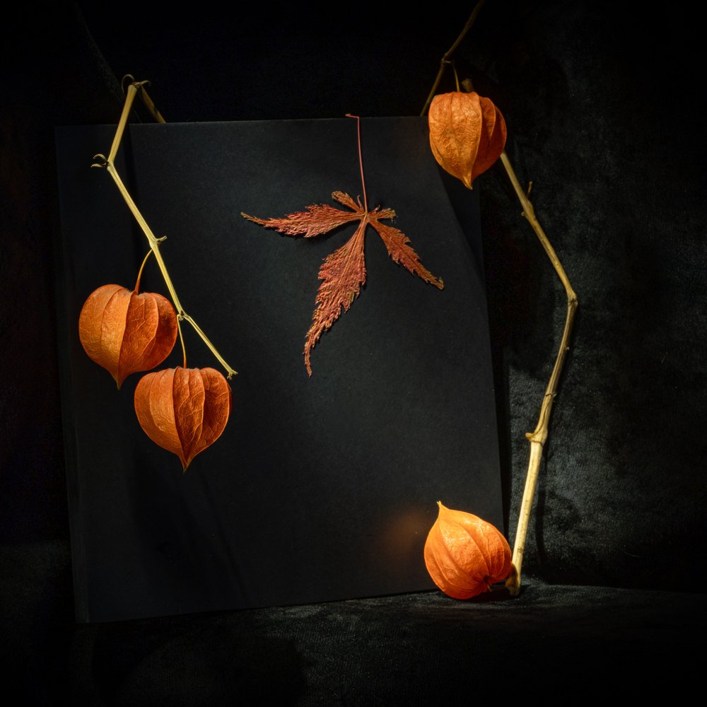 Stemningsfull høstphysalis av Igor Kopcev