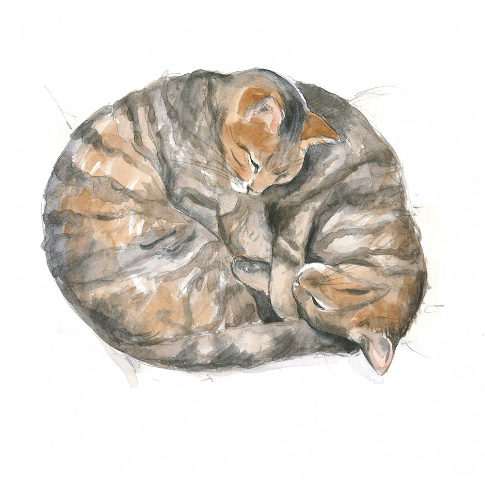 Runde katter av Isabelle Brent
