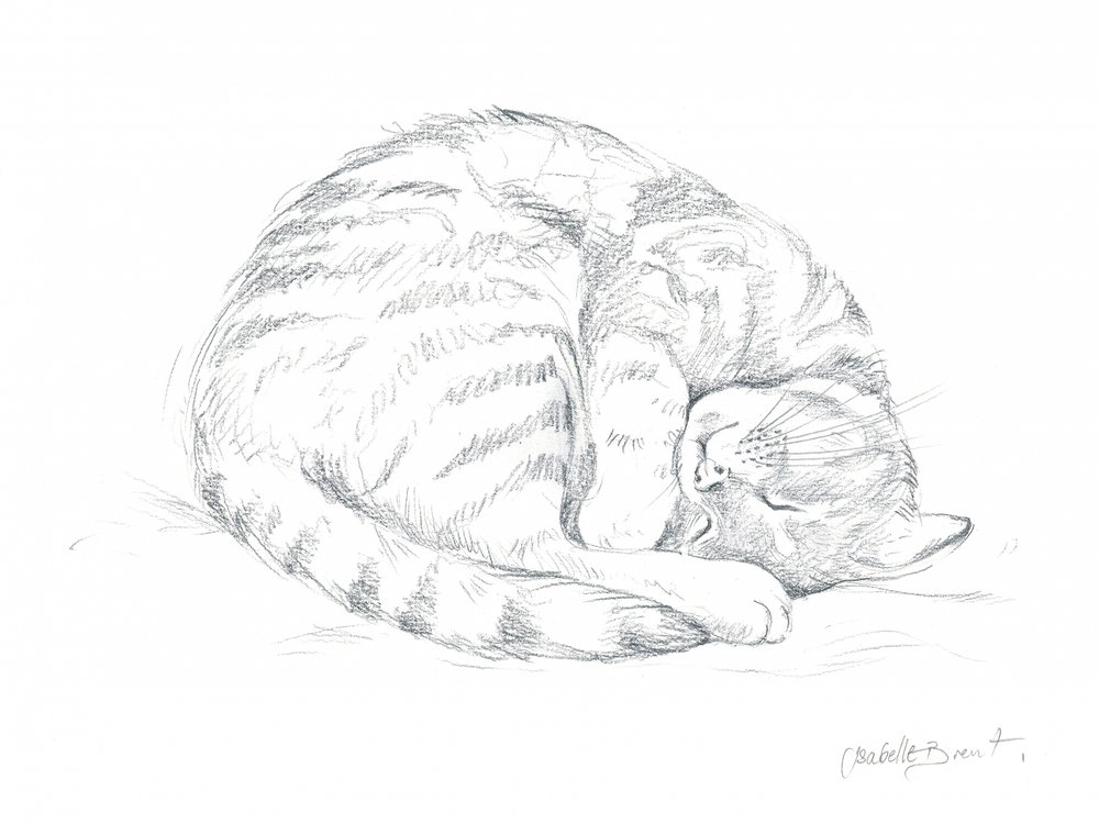 Tegning av en sovende katt av Isabelle Brent