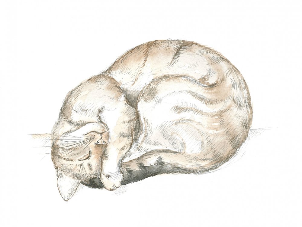 Sovende stripete katt av Isabelle Brent