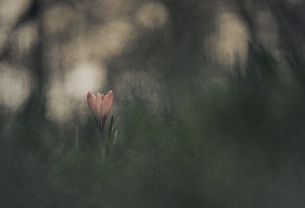 Drømmende rosa blomst av Jan van der Linden