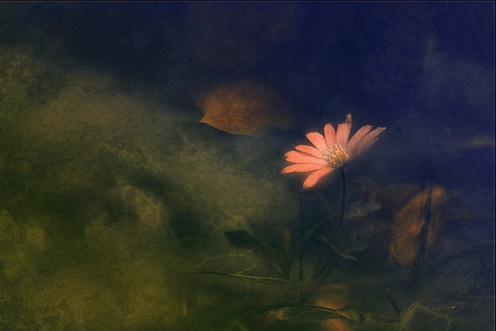 Drømmende rosa blomst av Jan van der Linden