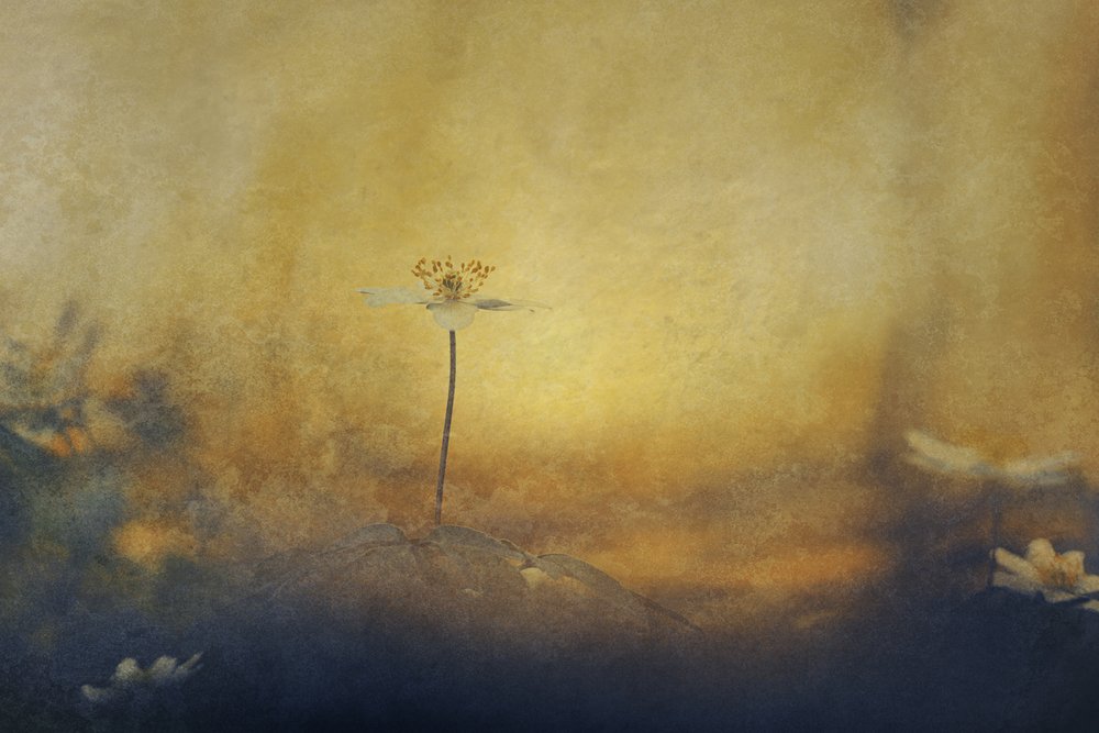 Gylden drømmeblomst av Jan van der Linden