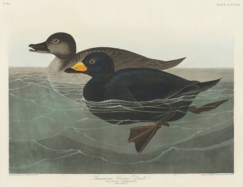  av John James Audubon