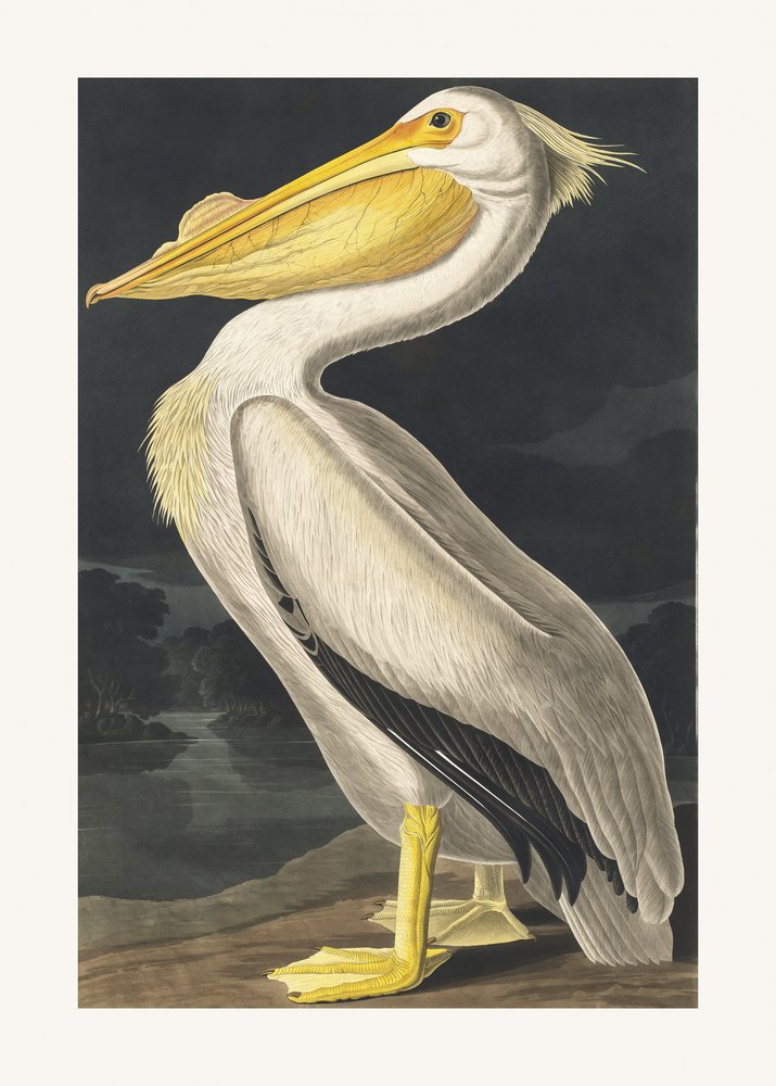  av John James Audubon