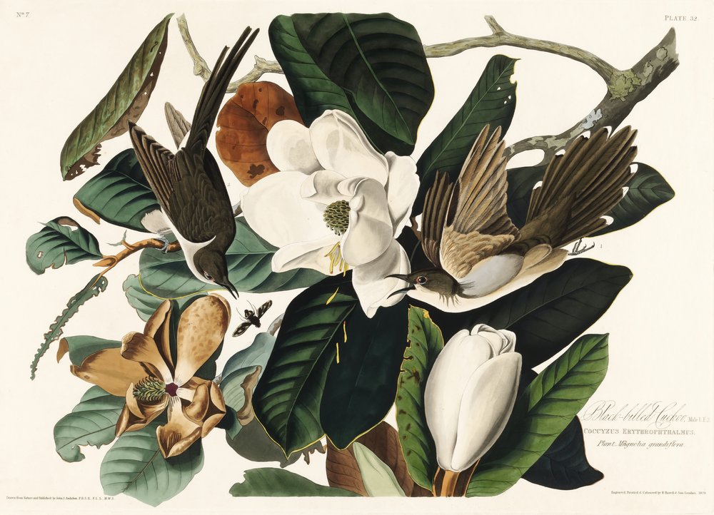  av John James Audubon