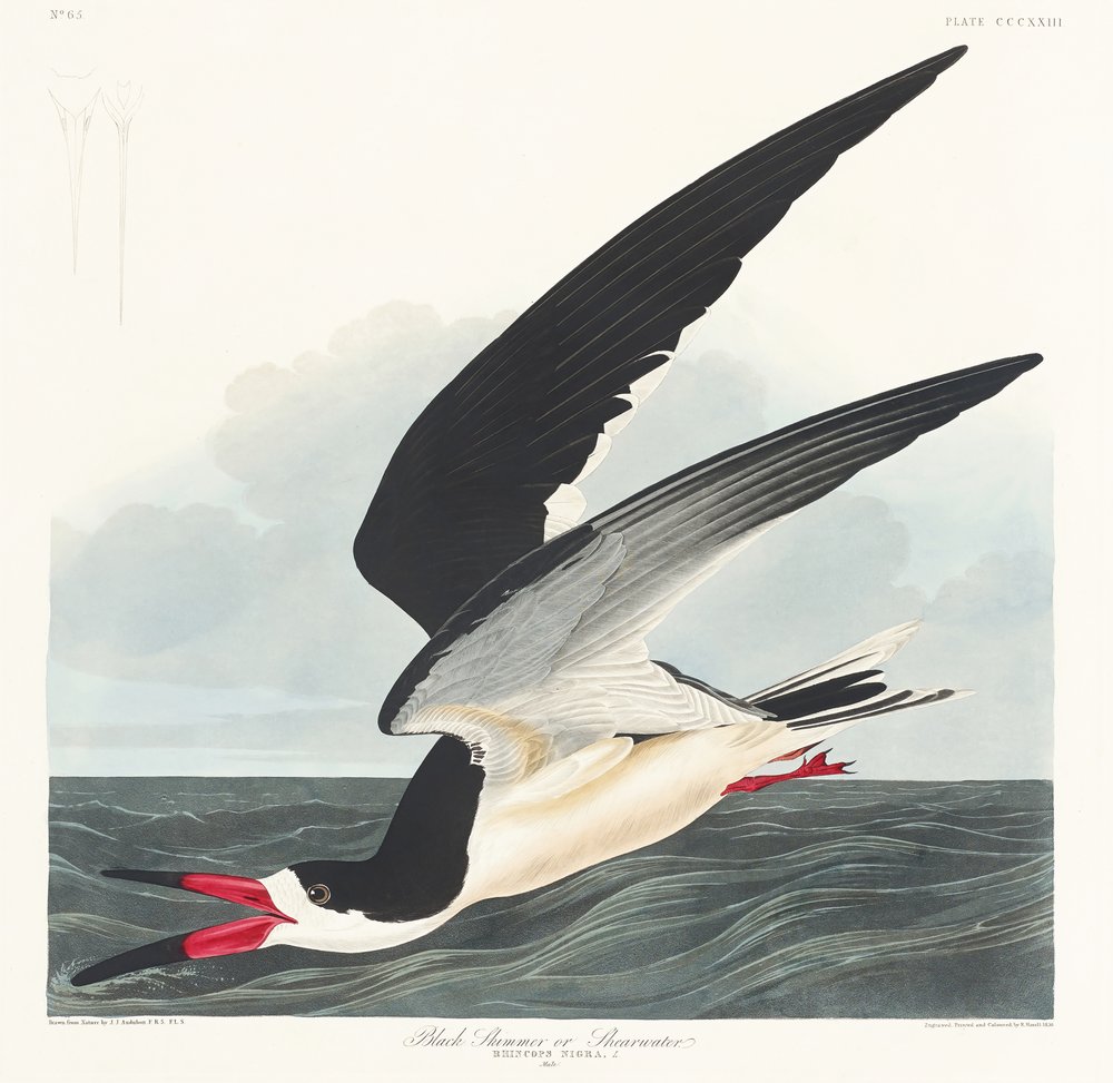  av John James Audubon