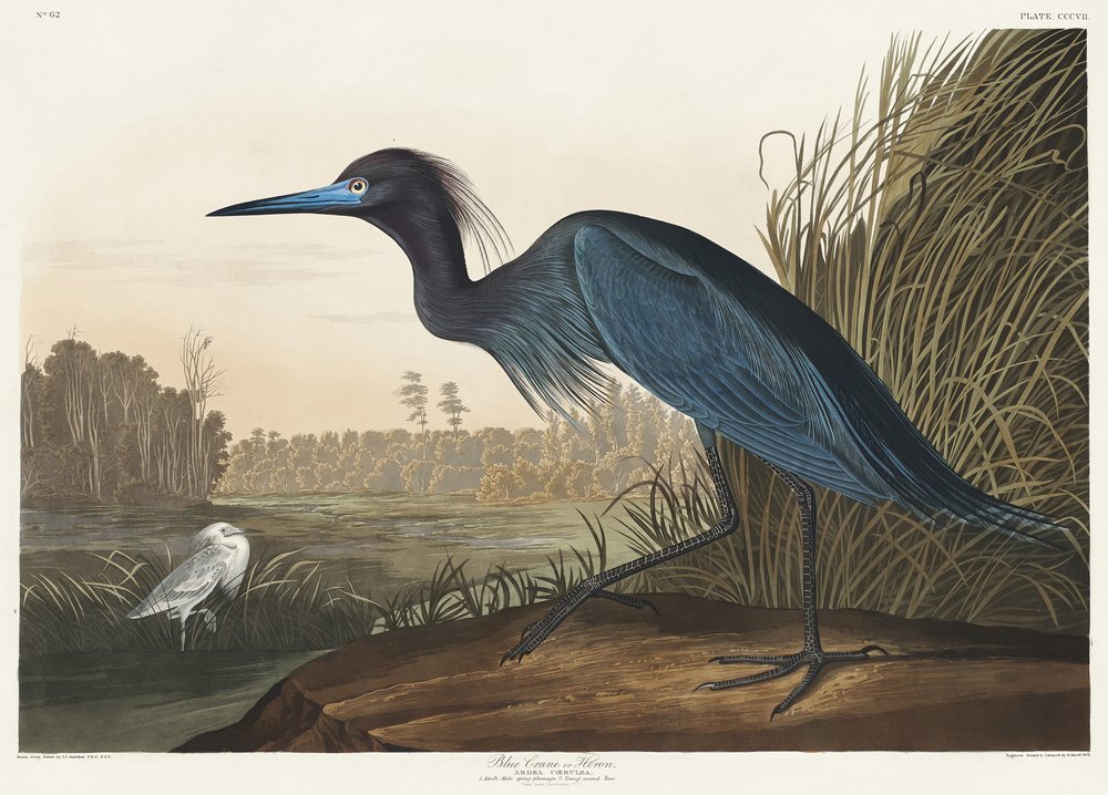  av John James Audubon