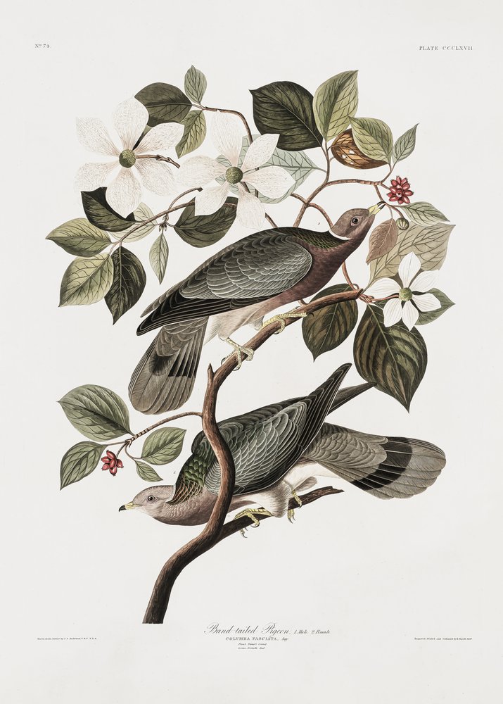  av John James Audubon