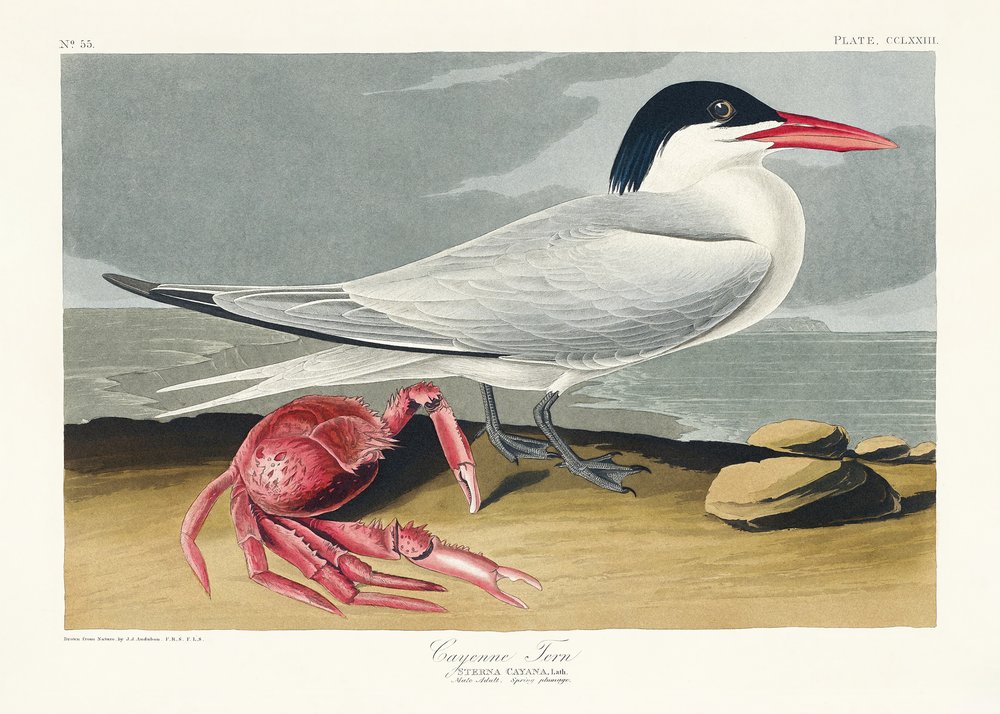  av John James Audubon