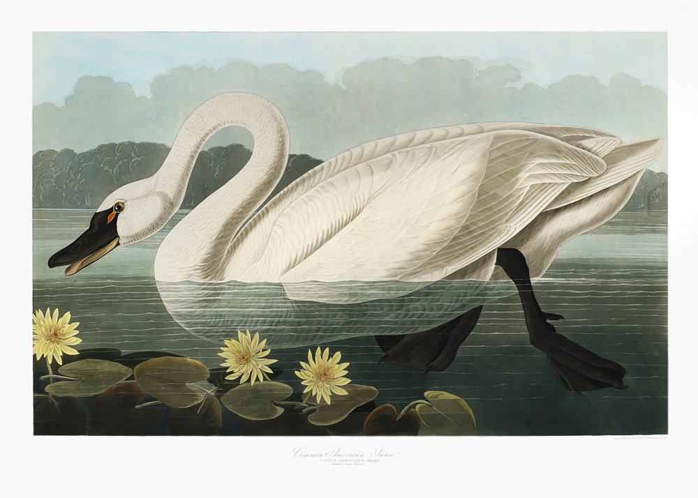  av John James Audubon