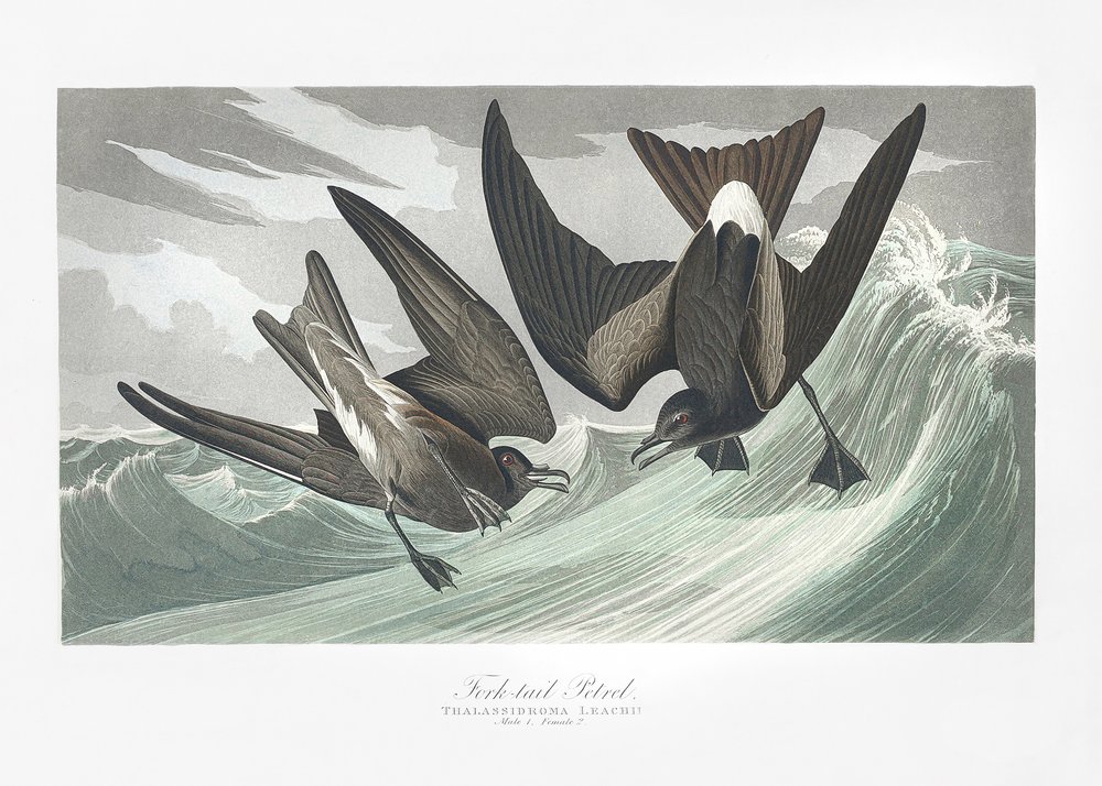  av John James Audubon