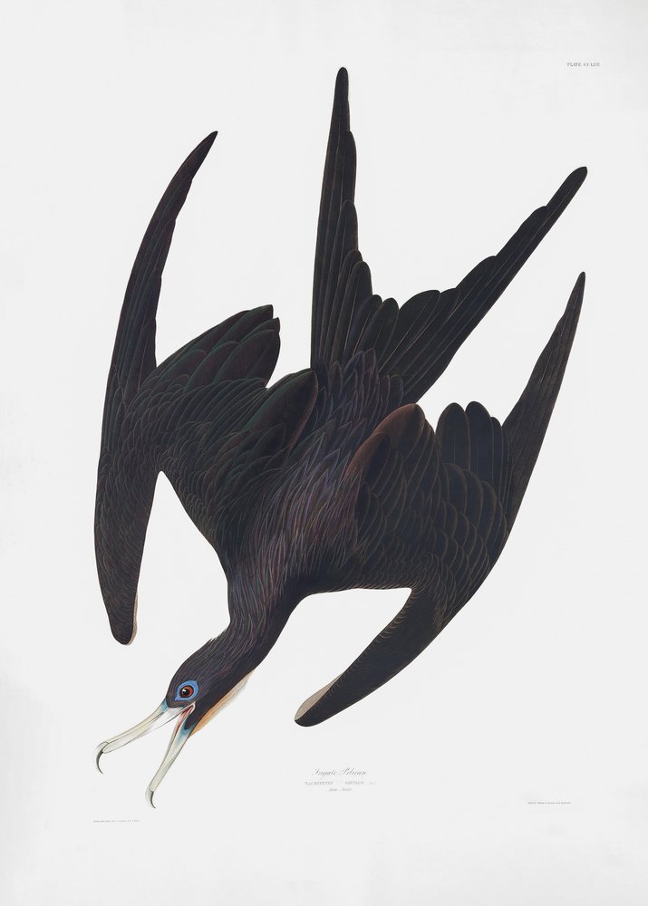  av John James Audubon
