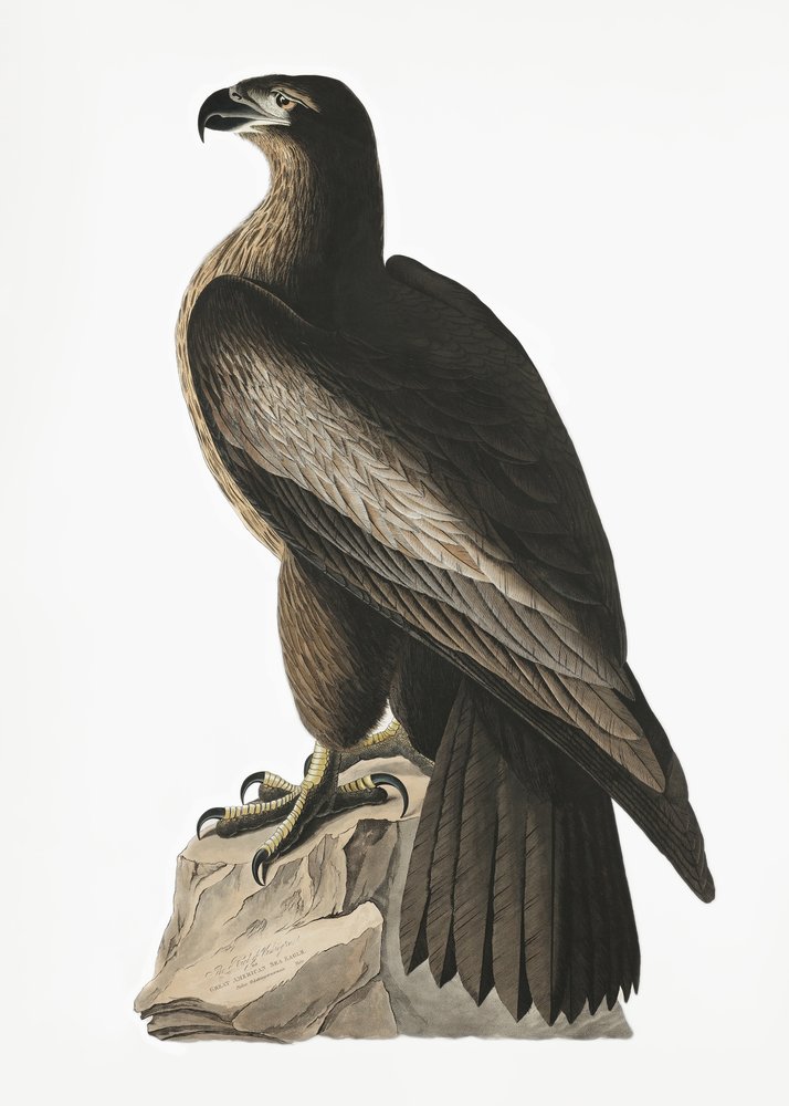  av John James Audubon