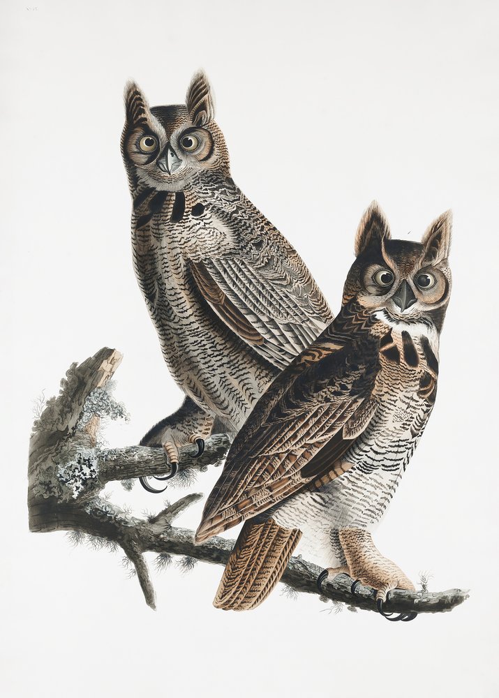  av John James Audubon
