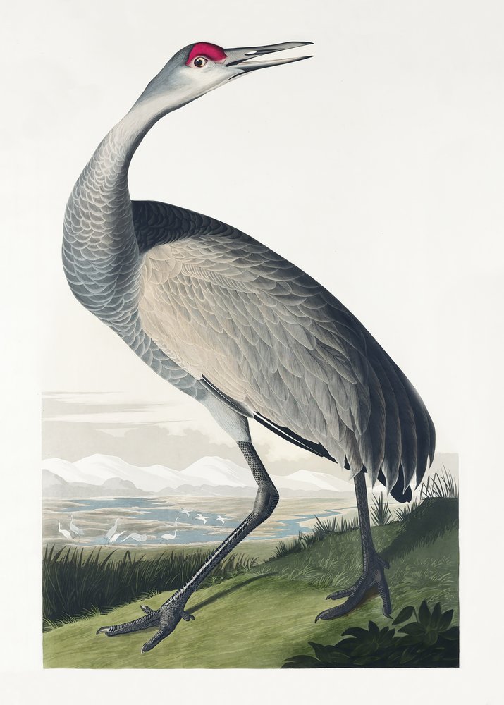  av John James Audubon