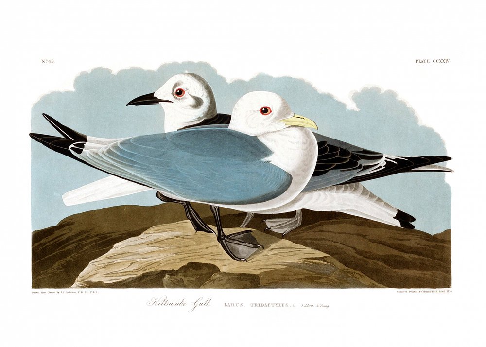  av John James Audubon