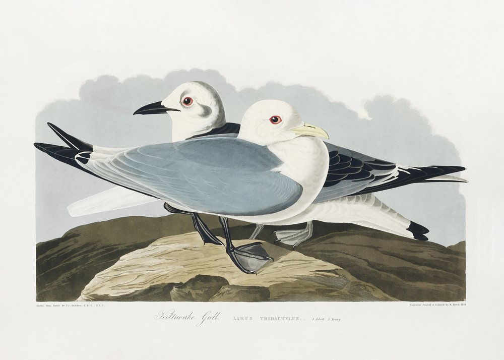  av John James Audubon