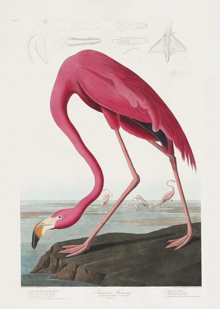  av John James Audubon