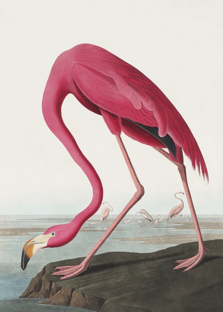 av John James Audubon