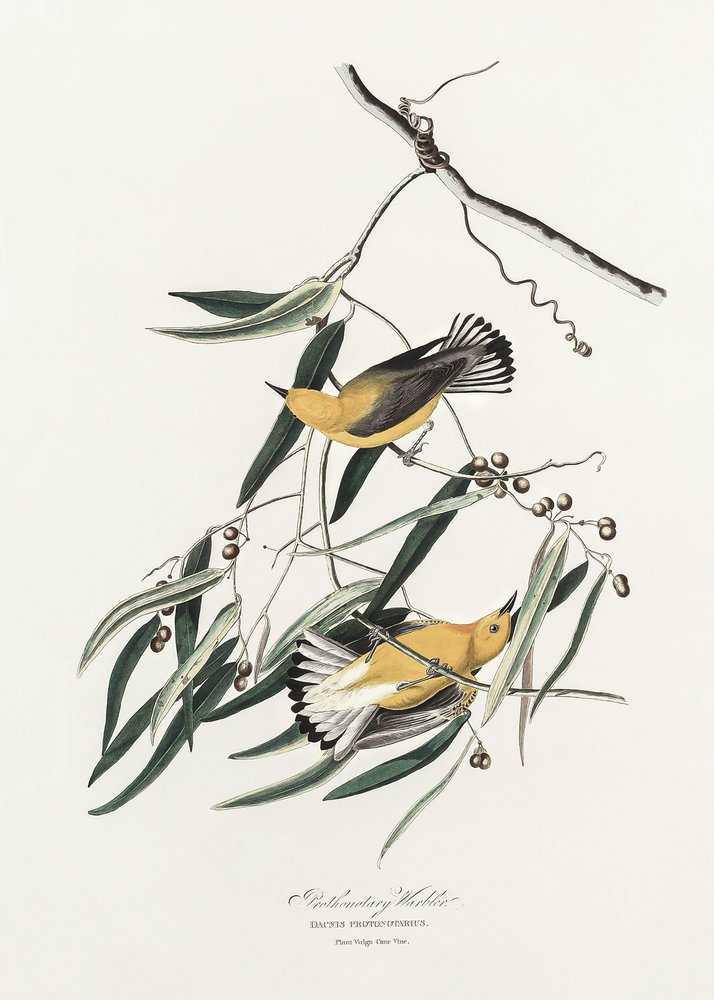  av John James Audubon