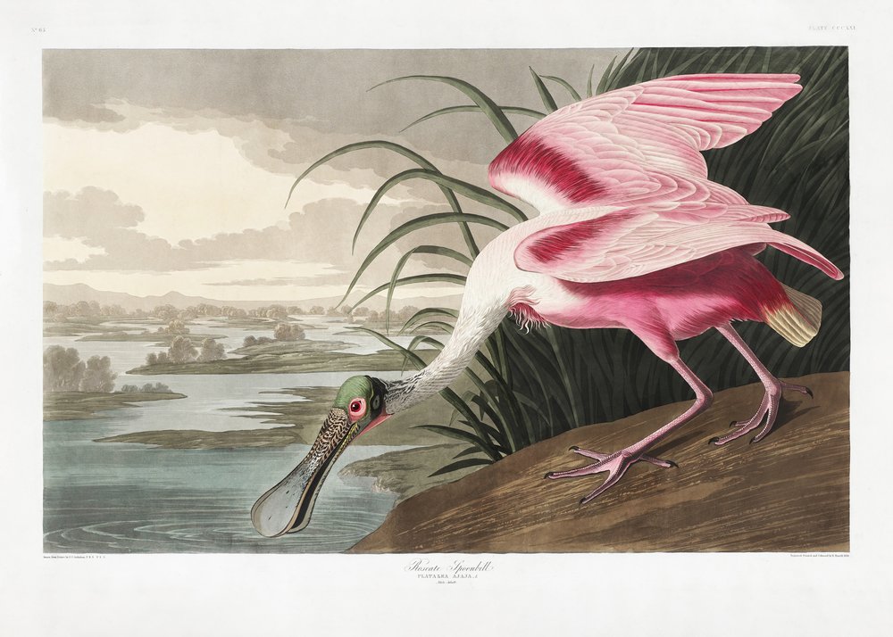  av John James Audubon