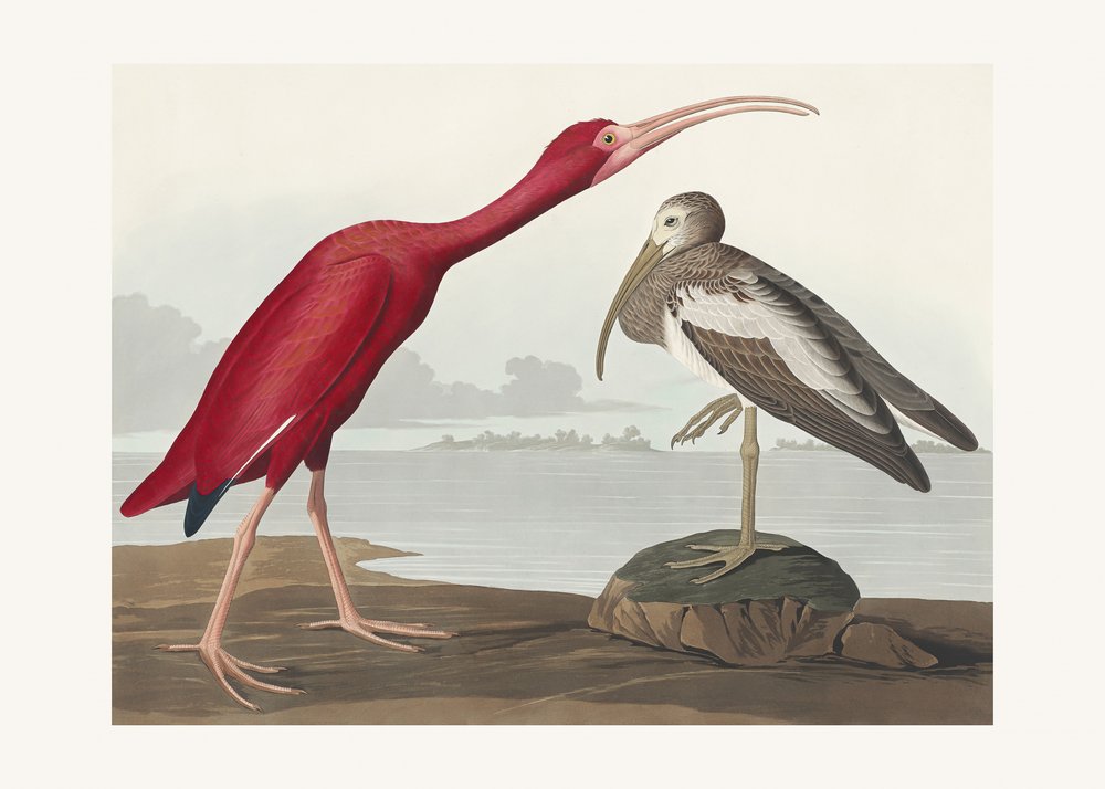  av John James Audubon