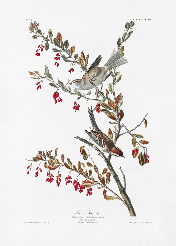  av John James Audubon