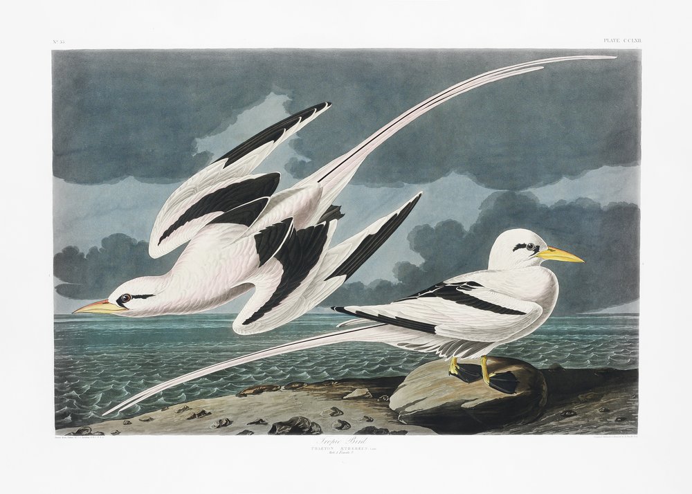  av John James Audubon