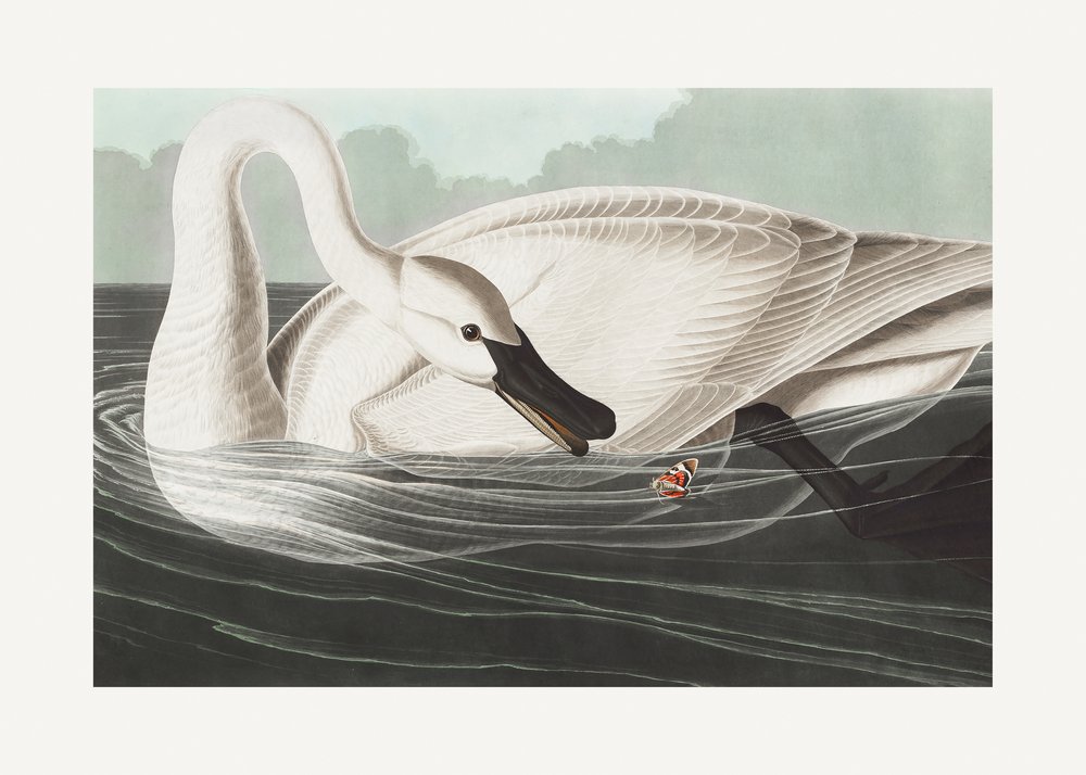  av John James Audubon