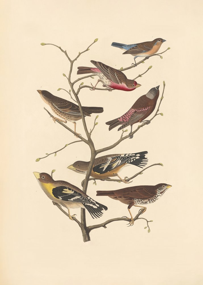 Lazuli-fink av John James Audubon/ Rob Havell