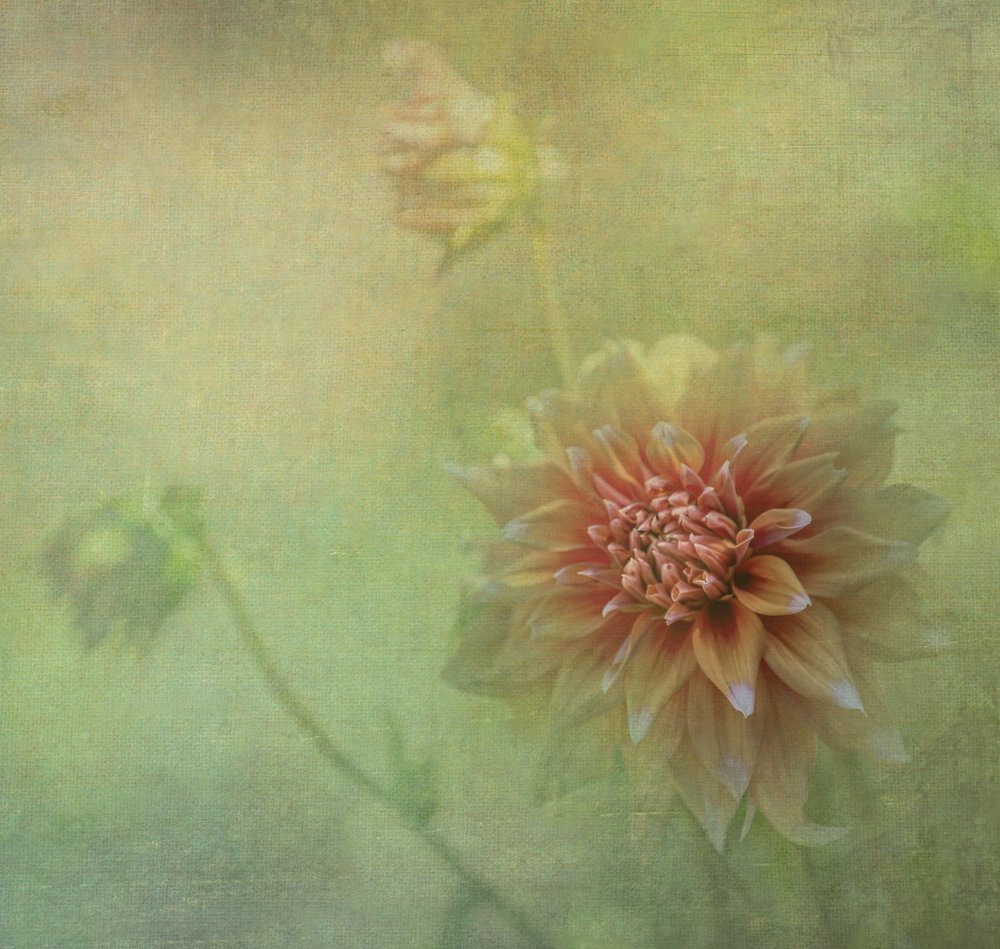 Drømmende dahlia-blomst av Judy Tseng