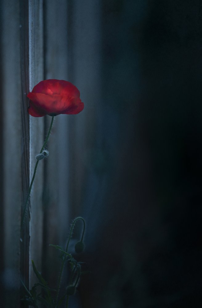 Stemningsfull rød valmueblomst av Judy Tseng