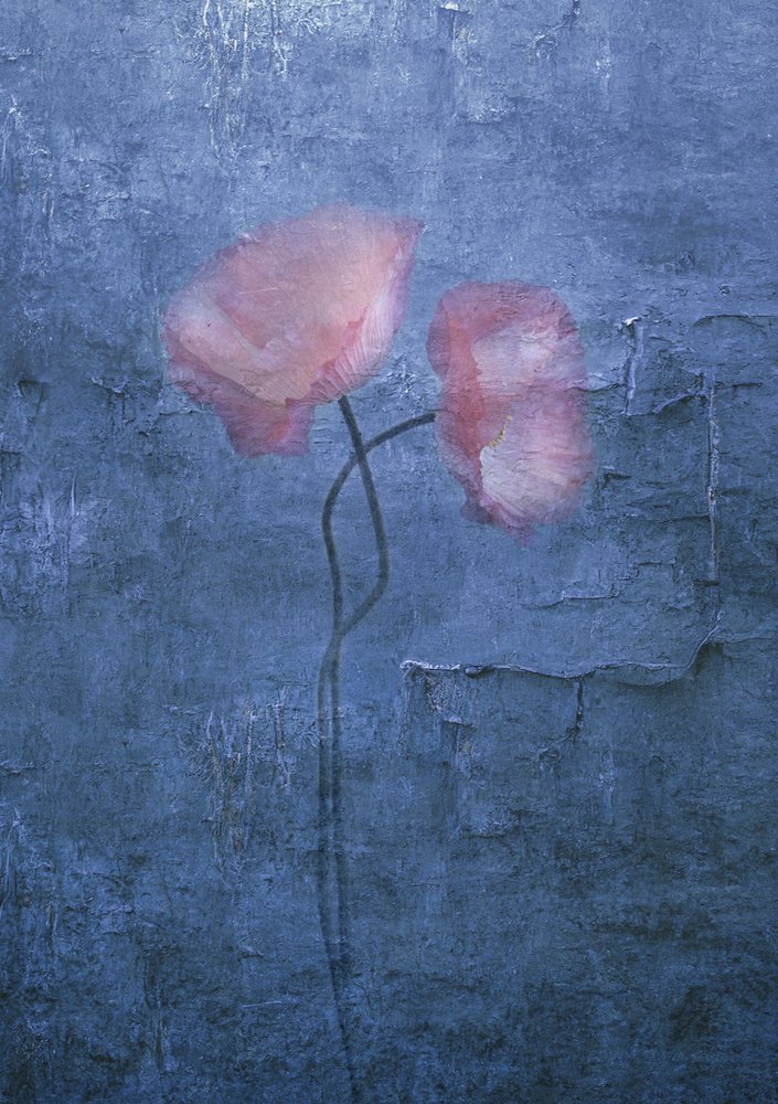 Myke rosa valmuer av Judy Tseng