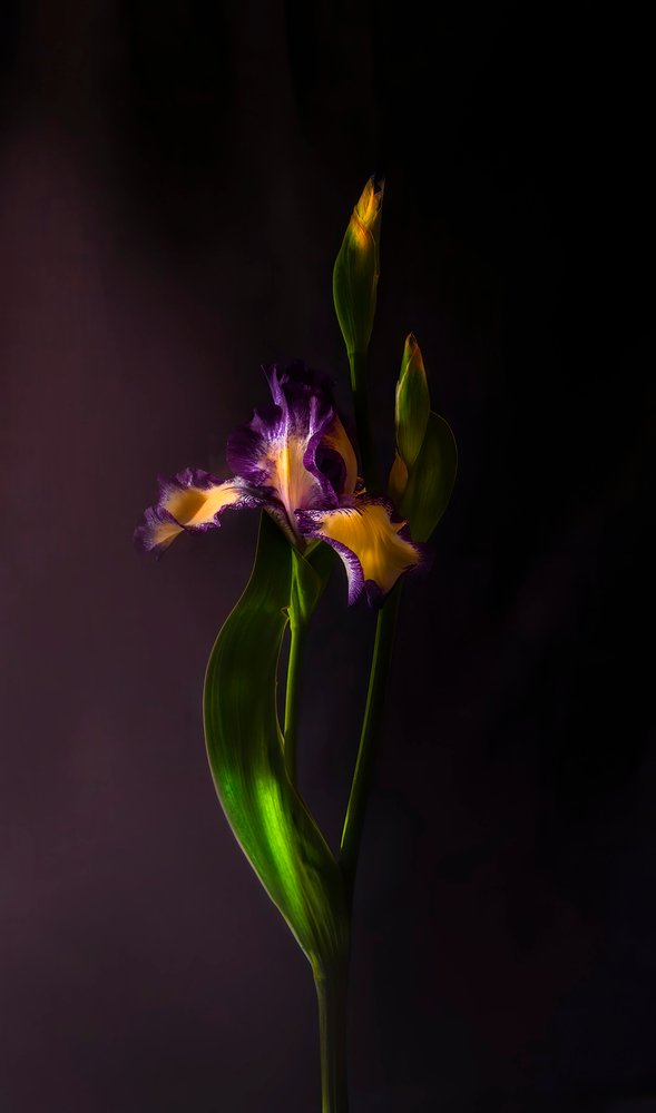 Fargerik irisblomst av Judy Tseng