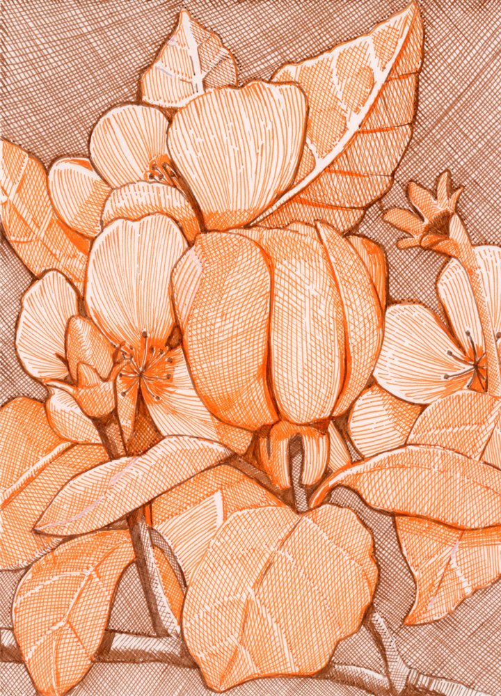Skraverte oransje blomster av Katie O'Shea