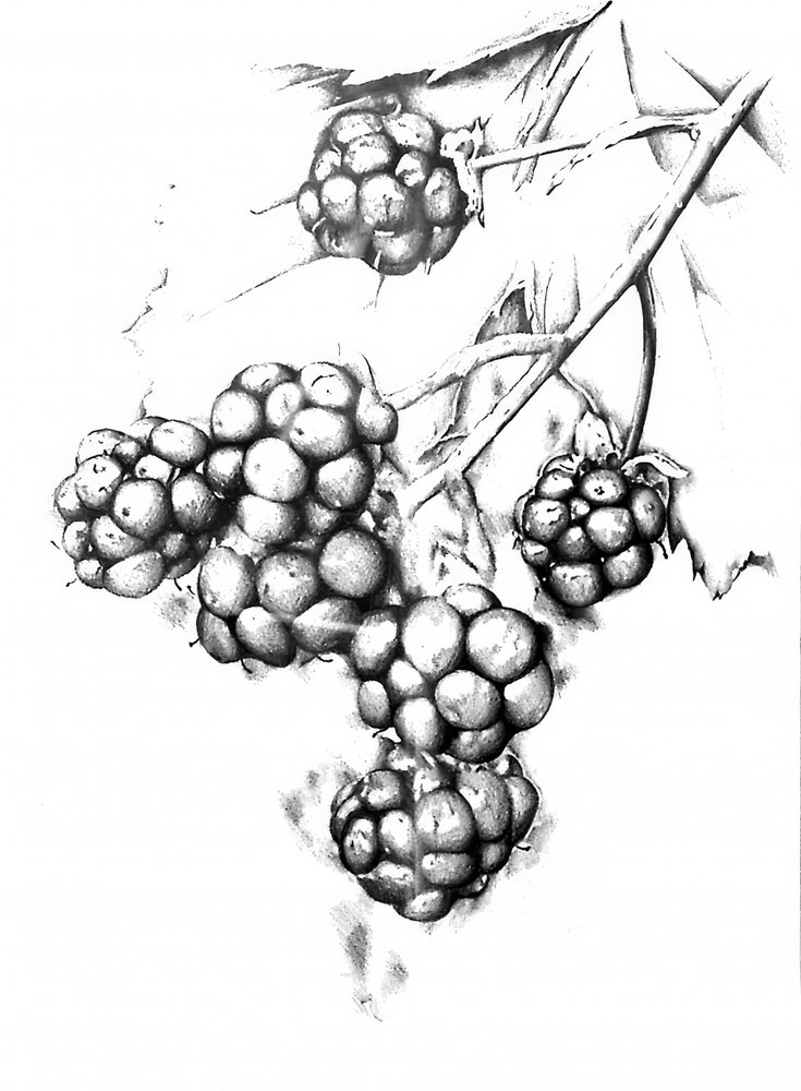  av Kulik