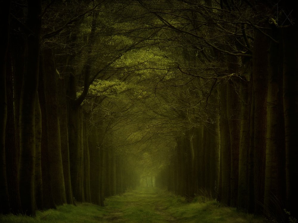 Stien gjennom den mørke skogen av Lars van de Goor †