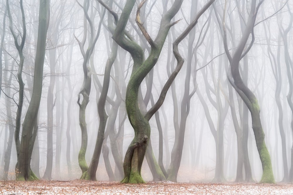 Den uhyggelige vinterskogen av Lars van de Goor †