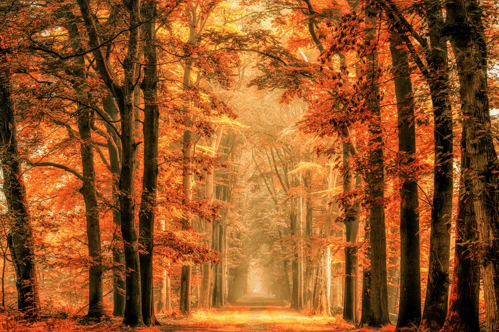 Gullhøststien i skogen av Lars van de Goor †