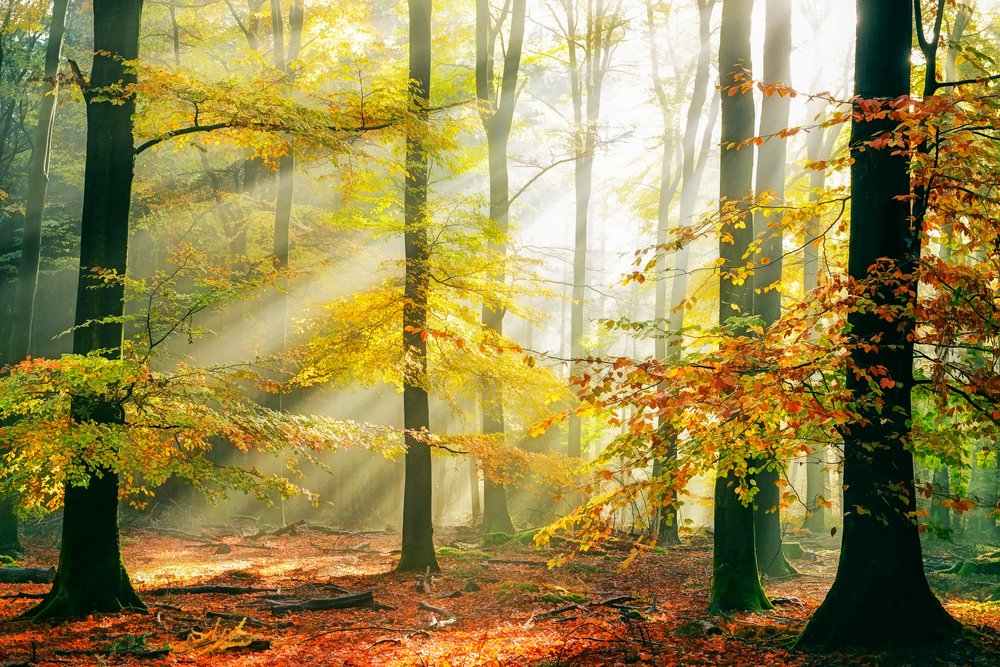  av Lars van de Goor †