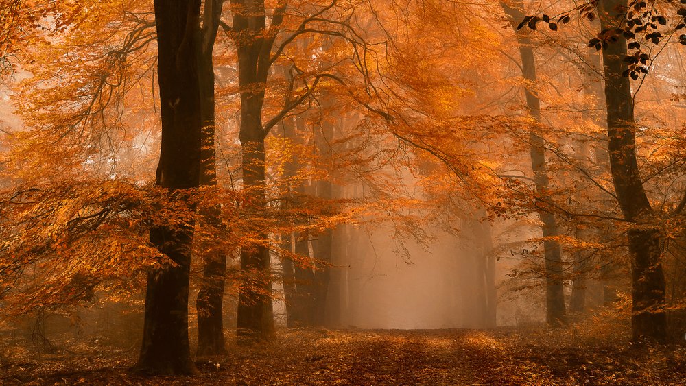 Tåkete høststi i skogen av Lars van de Goor †