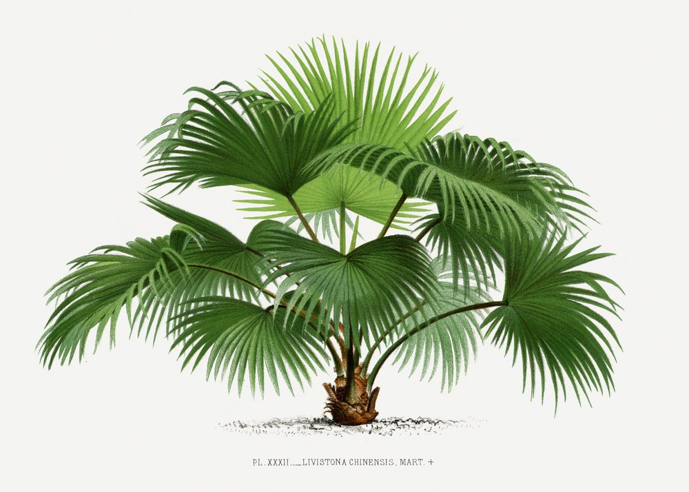  av Les Palmiers Histoire Iconographique