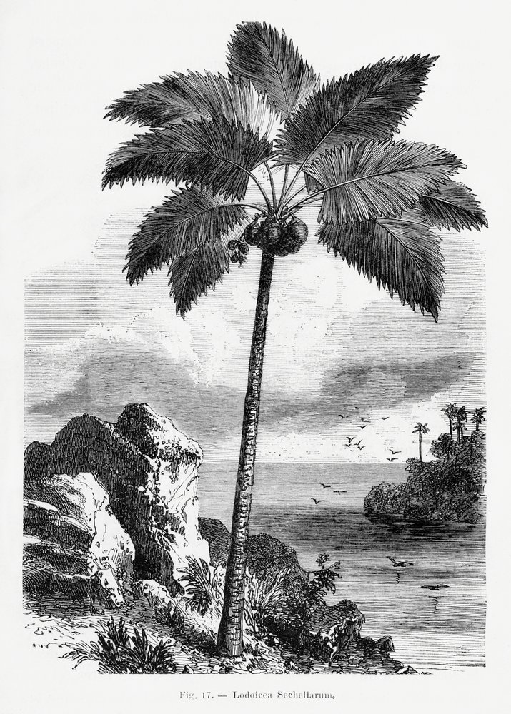  av Les Palmiers Histoire Iconographique