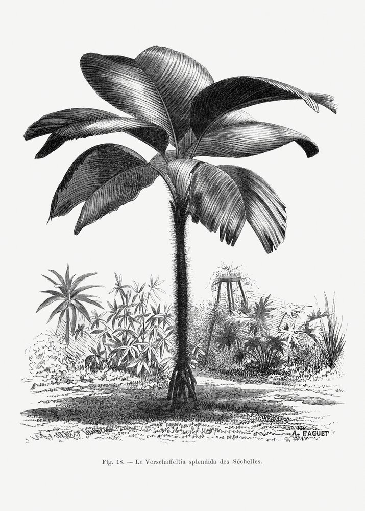  av Les Palmiers Histoire Iconographique