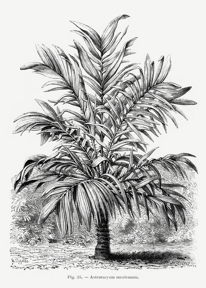  av Les Palmiers Histoire Iconographique