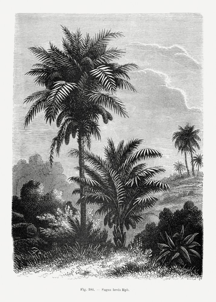  av Les Palmiers Histoire Iconographique