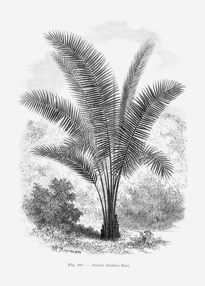  av Les Palmiers Histoire Iconographique